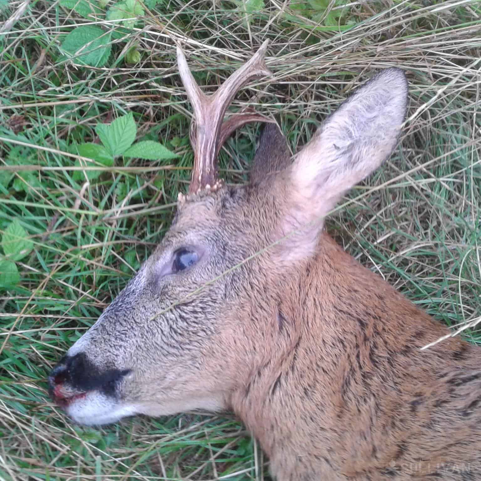 so-can-you-eat-deer-liver-for-survival-project-isabella