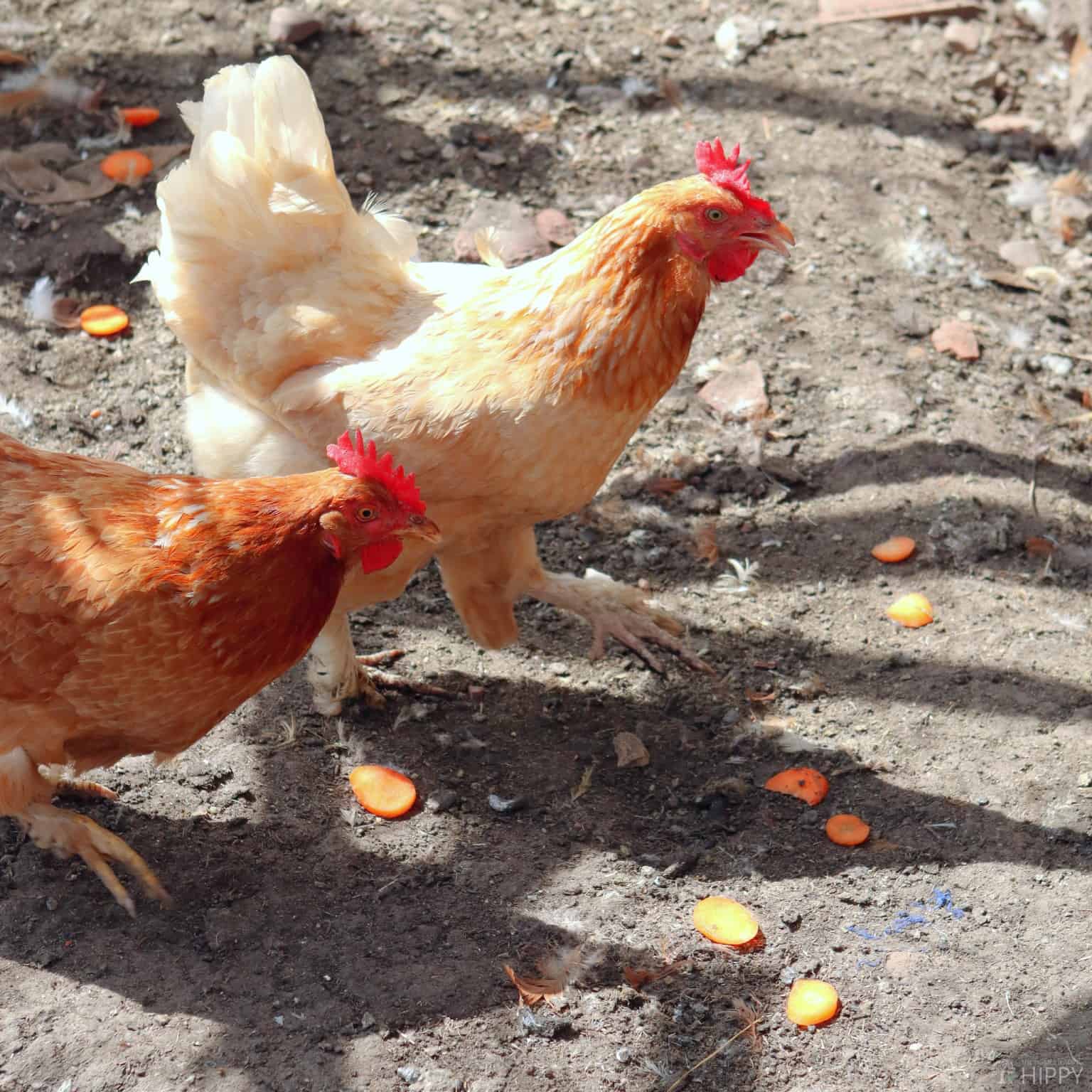 Can Chickens Eat Carrots? Is it Safe? Project Isabella