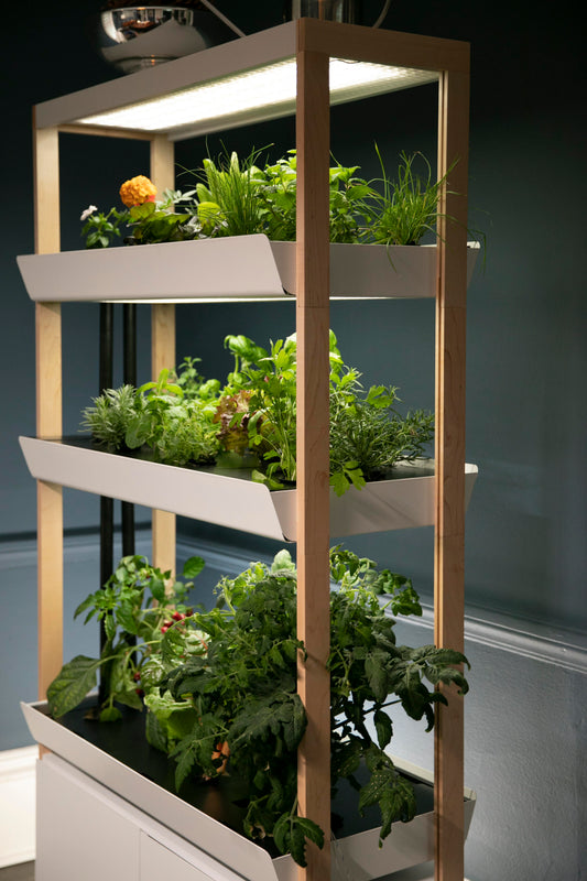 Rise Gardens raises seed funding for an indoor hydroponic gardening system