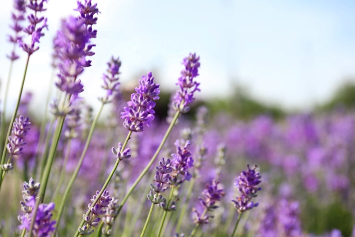 10 Natural Health Benefits and Healing Uses of Lavender