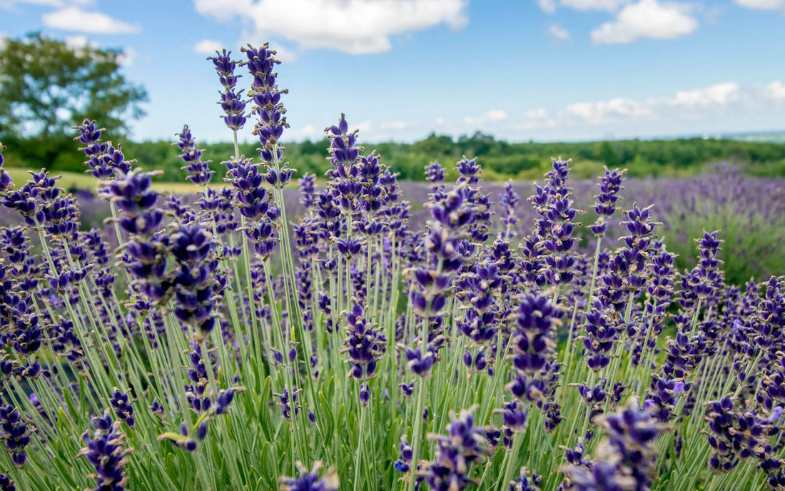Ontario Lavender Farms: Perfect for a Summer Adventure