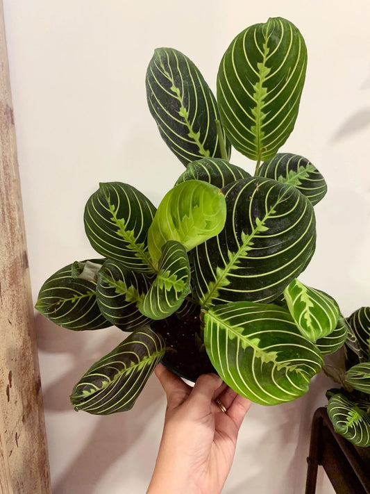 10 Hardy Houseplants for Those Tricky Low-Light Spaces at Home