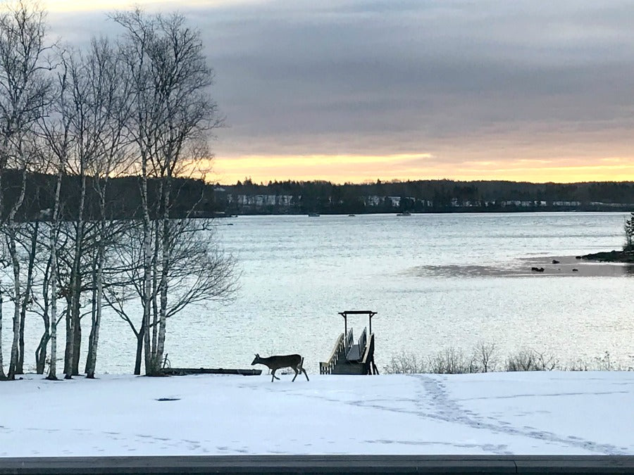 Hello and Happy Saturday from Maine!

I was able to snap these photos of a family of four deer passing through our backyard yesterday before the big storm wiped out all the snow. Deer on Christmas morning, what a wonderful surprise! 

On the to-do...