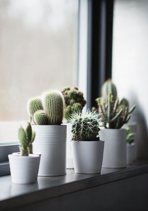 Heavenly Cactus Home Decor