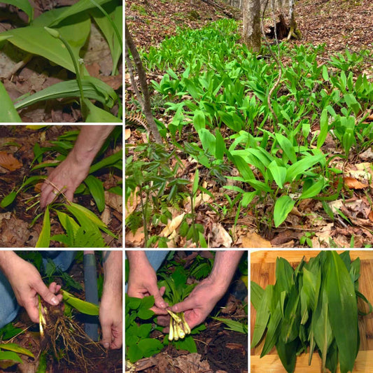 Foraging for Ramps (Wild Leeks) From Digging To Cooking Them